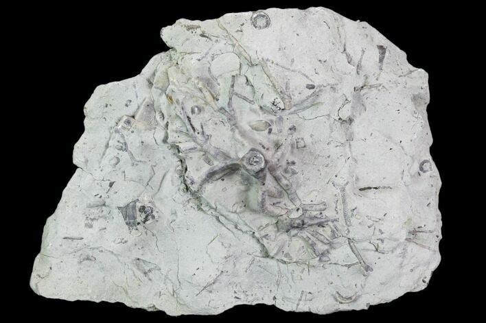 Wide Crinoid (Eucalyptocrinus) Holdfast - Indiana #106301